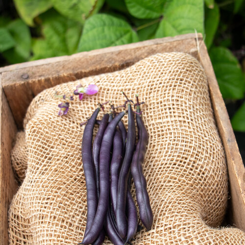 Close-up: Majesty Bean
