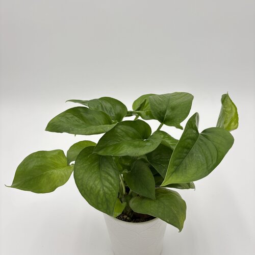Beautifall® Green Isle™ - Golden Pothos - Epipremnum aureum