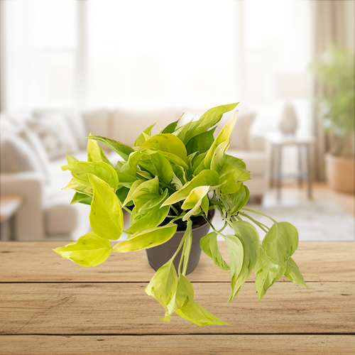 Beautifall® Champs Élysées - Pothos - Epipremnum aureum