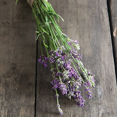 Bee-My-Honey™ - Lavender - Lavandula angustifolia