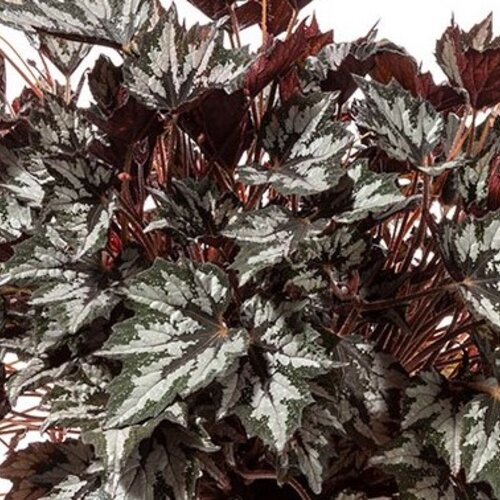 Bewitched™ Wintergreen - Rex Begonia  - Begonia rex