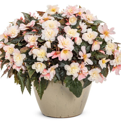 Beauty Shot: begonia_double_delight_appleblossom_mono.jpg