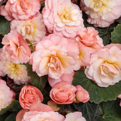 Double Delight® Blush Rose - Begonia tuberhybrida