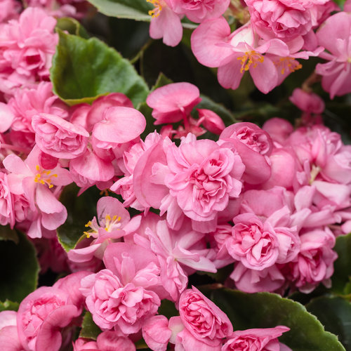 begonia_double_up_pink.jpg