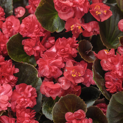 Double Up™ Red - Begonia semperflorens