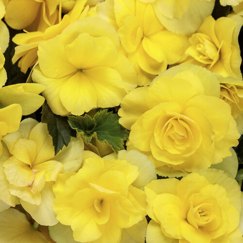 Solenia® Yellow - Rieger Begonia - Begonia x hiemalis