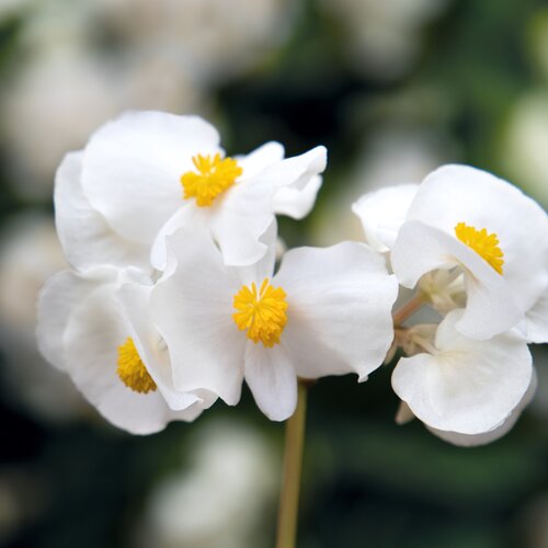 Surefire® White - Begonia benariensis