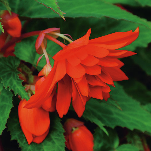 Belleconia™ Hot Orange - Begonia hybrid