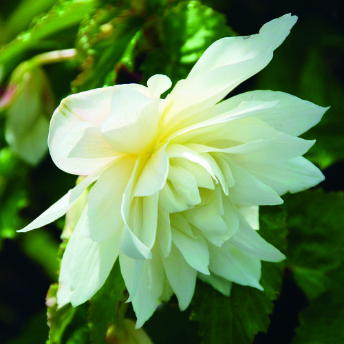 Belleconia™ Snow - Begonia hybrid