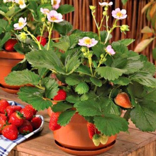 Berries Galore™ Pink Strawberry - Fragaria ananassa