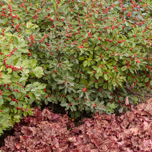 How do you take care of a winterberry plant