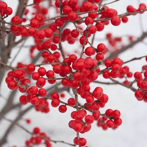 Winterberry Pollination Chart