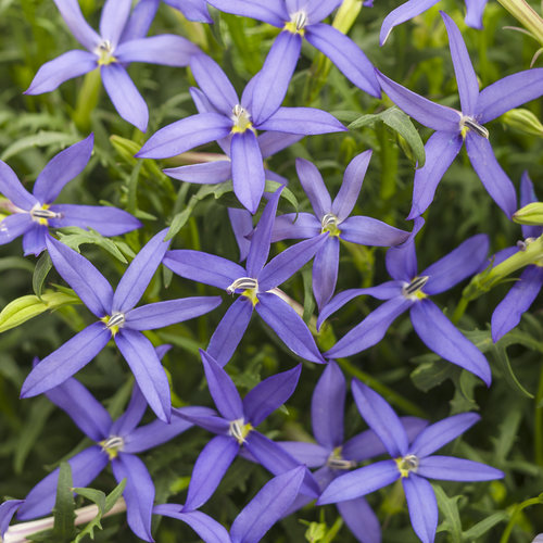 Beth's Blue® - Star Flower - Isotoma axillaris