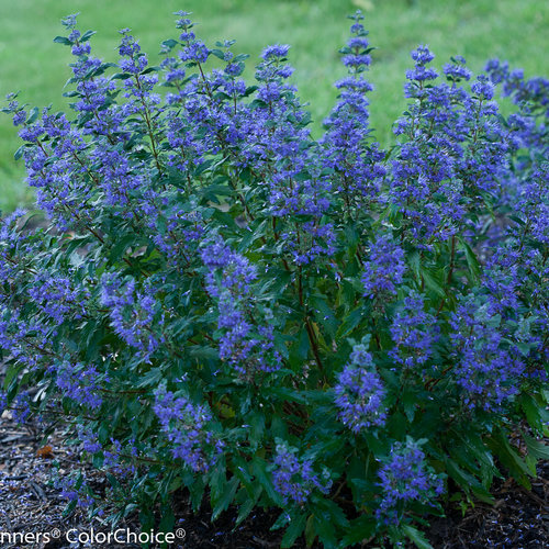 Image of Bluebeard (Caryopteris x clandonensis) shrub