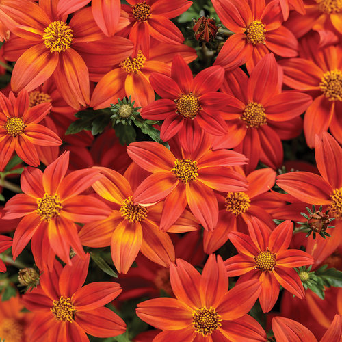 Campfire® Flame - Bidens hybrid