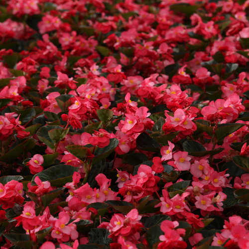 begonia plant