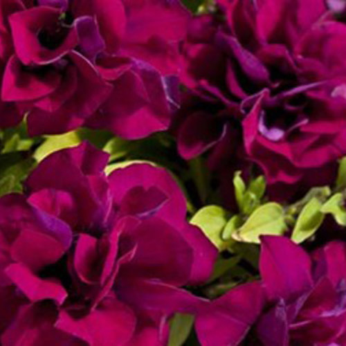 Blanket® Double Zinfandel - Petunia Double - Petunia hybrid