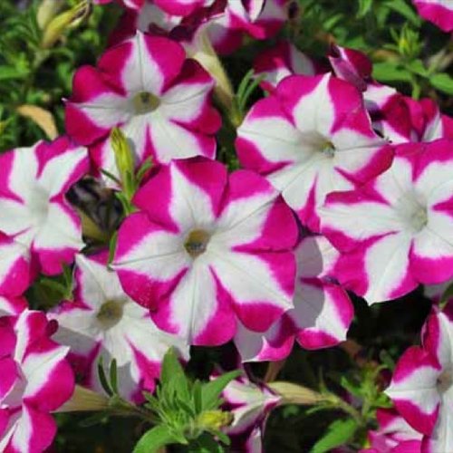 Blanket® Rose Star - Petunia hybrid