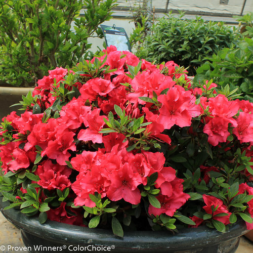 bloom-a-thon_red_azalea.jpg