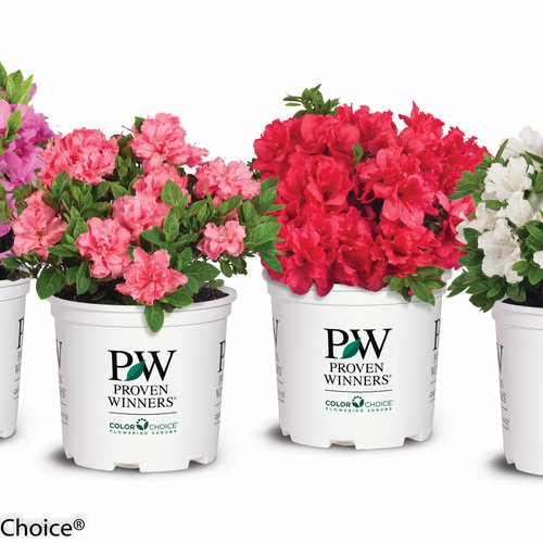 Proven Winners Azalea Reblooming Azalea Size Container Shrub #2 RB pink Rhod double Bloom-A-Thon Pink Double 