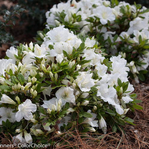 Bloom-A-Thon® White - Reblooming Azalea - Rhododendron x