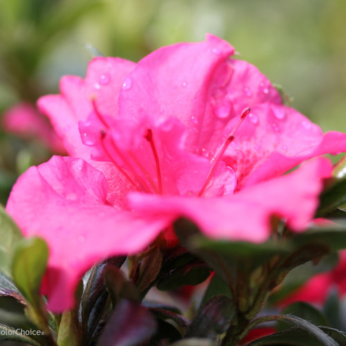 Bloom-A-Thon® Hot Pink - Reblooming Azalea - Rhododendron x