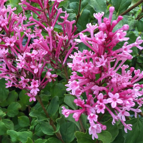 Bloomerang® Dwarf Pink - Reblooming Lilac - Syringa x