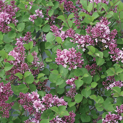 Image of Dwarf lilac shrub