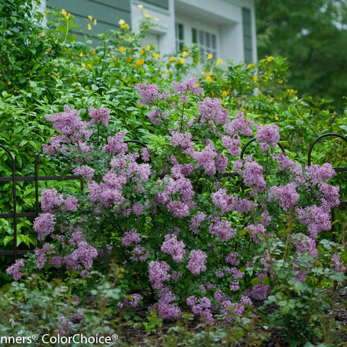 bloomerang_purple_syringa-1557.jpg