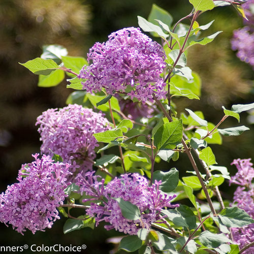 Bloomerang® Purple - Reblooming Lilac - Syringa x