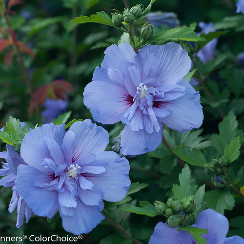 blue_chiffon_hibiscus-2.jpg