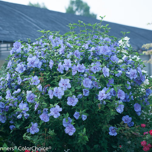 Image of Blue rose of Sharon shrub 2