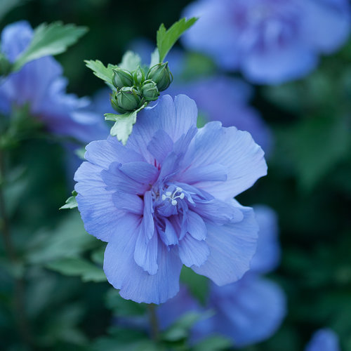 Blue Chiffon