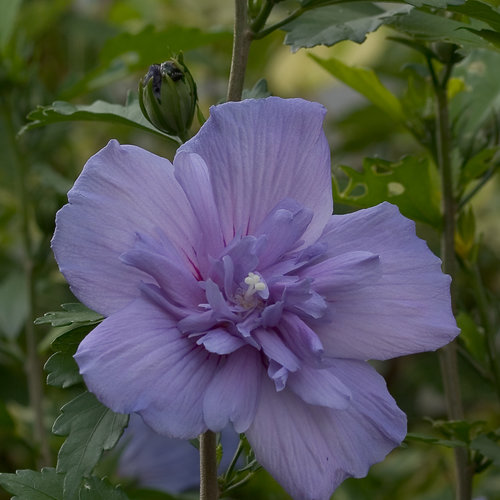 Blue Chiffon Rose of Sharon 1 Gal Hibiscus Blue Flowers Live Shrub 