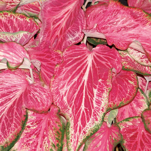 Heart to Heart® 'Blushing Bride' - Sun or Shade Caladium - Caladium hortulanum