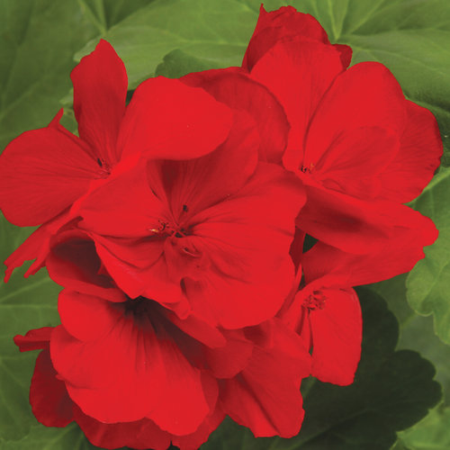 Boldly® Dark Red - Geranium - Pelargonium interspecific