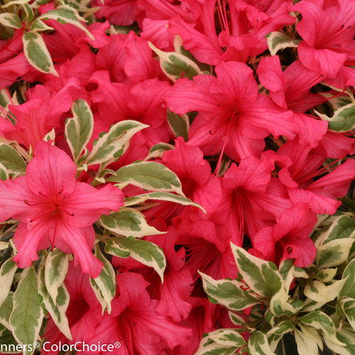 Bollywood® - Azalea - Rhododendron x