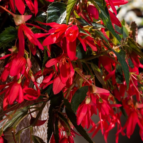 Bossa Nova™ Rose - Begonia boliviensis
