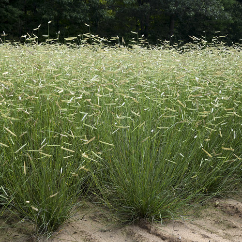 Blonde Ambition Blue Grama Grass Bouteloua gracilis Proven Winners