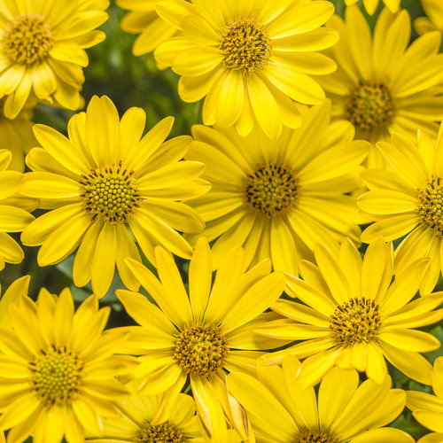 Bright Lights™ Yellow - African Daisy - Osteospermum hybrid