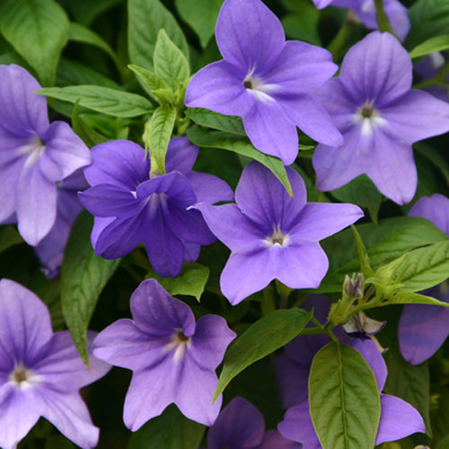 Endless™ Illumination - Bush Violet - Browallia hybrid | Proven Winners