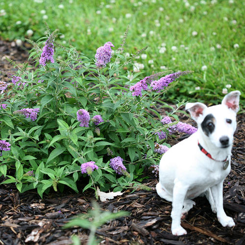 Lo & Behold® 'Lilac Chip' - Butterfly Bush - Buddleia x