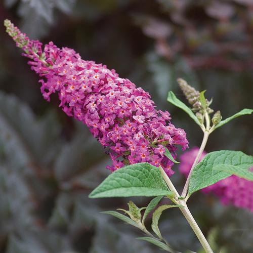 buddleiamissruby.jpg