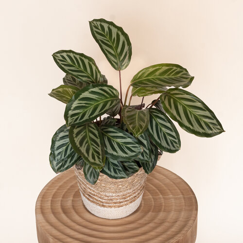 Color Full® Flashy Feather™ - Peacock Plant - Calathea spp