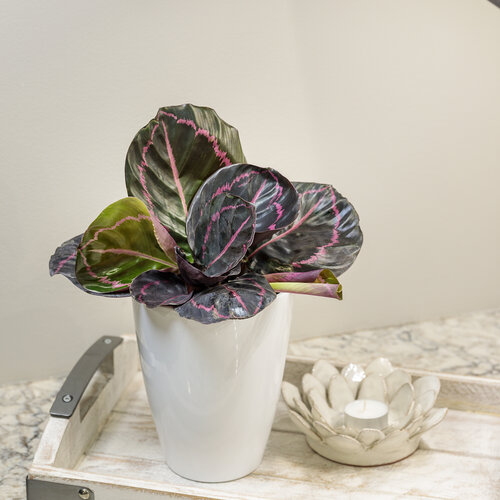 Color Full™ Dottie - Rose Painted Calathea (Prayer Plant family) - Calathea roseopicta
