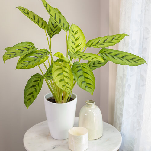 Color Full® Leopardina - Shadow Plant - Calathea leopardina