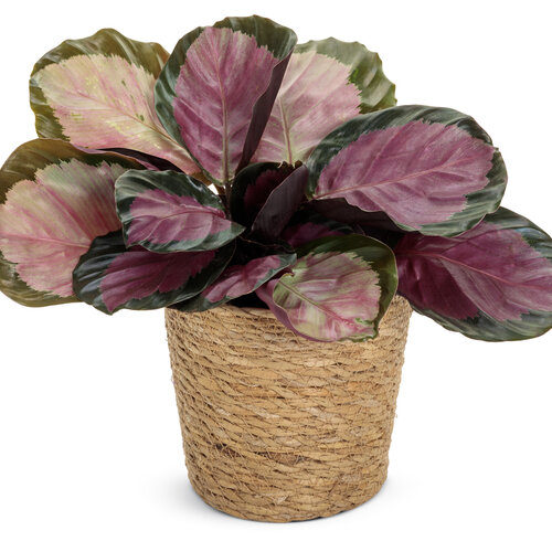 calathea_roseopicta_full_color_rosy_rose_painted_mono_02.jpg