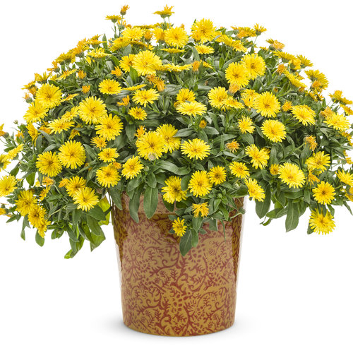 calendula_lady_godiva_yellow_mono.jpg