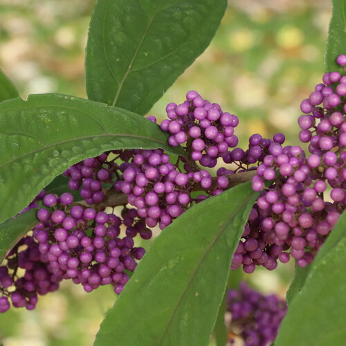 Bubble Up™ - Beautyberry - Callicarpa x
