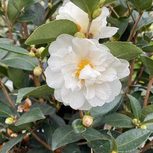 Just Chill™ Double White - Camellia x